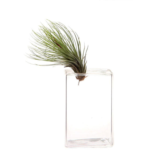 Rounded Cube Medium Glass Vase 4"