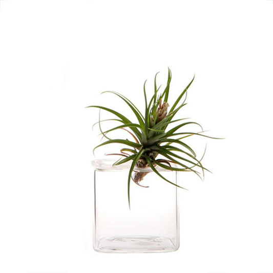 Rounded Cube Small Glass Vase 2"