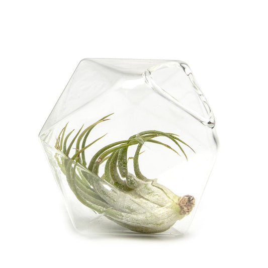 Faceted Medium Glass Vase