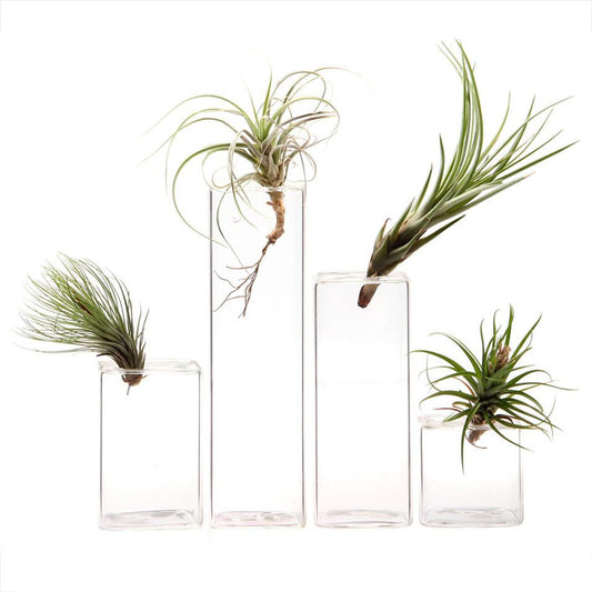 Rounded Cube Small Glass Vase 2"