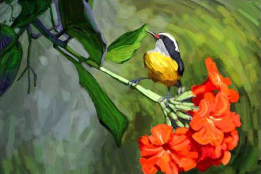 Bananaquit with Flower Puerto Rico Artwork